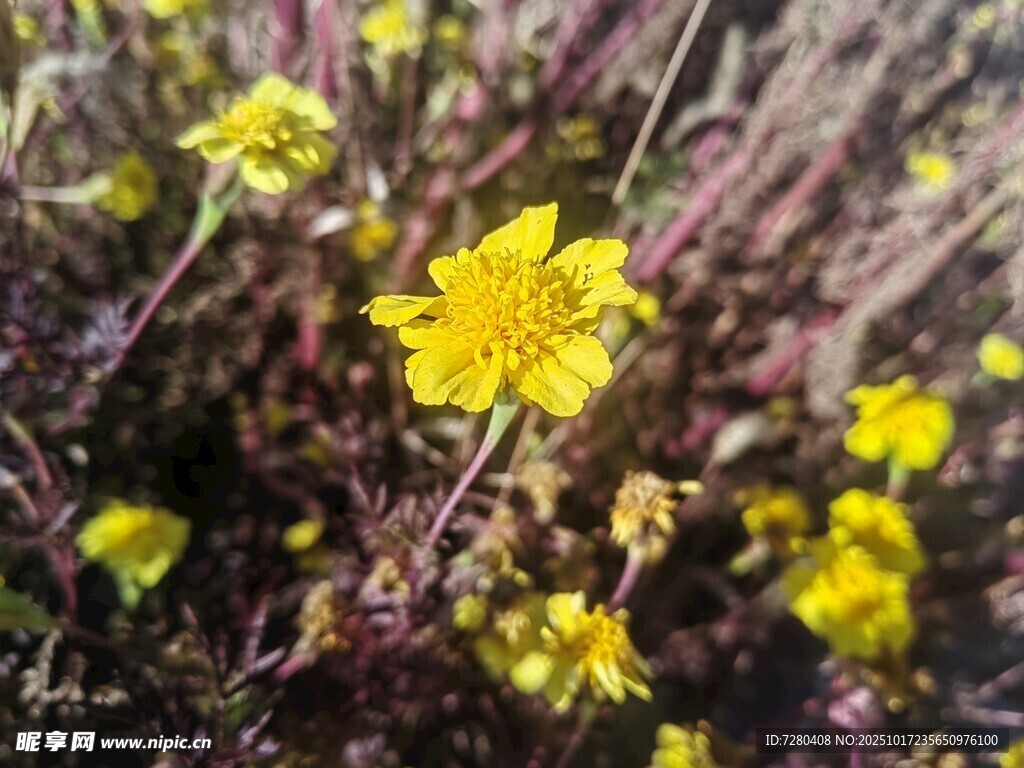 绽放的黄色小花