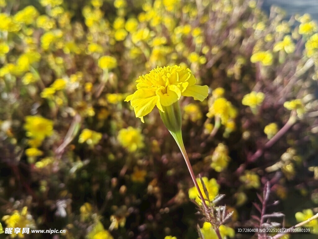 金黄灿烂的野花绽放