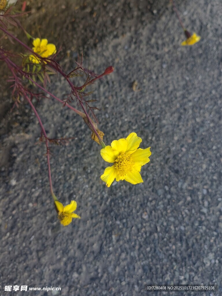 碎石上绽放的黄色小花