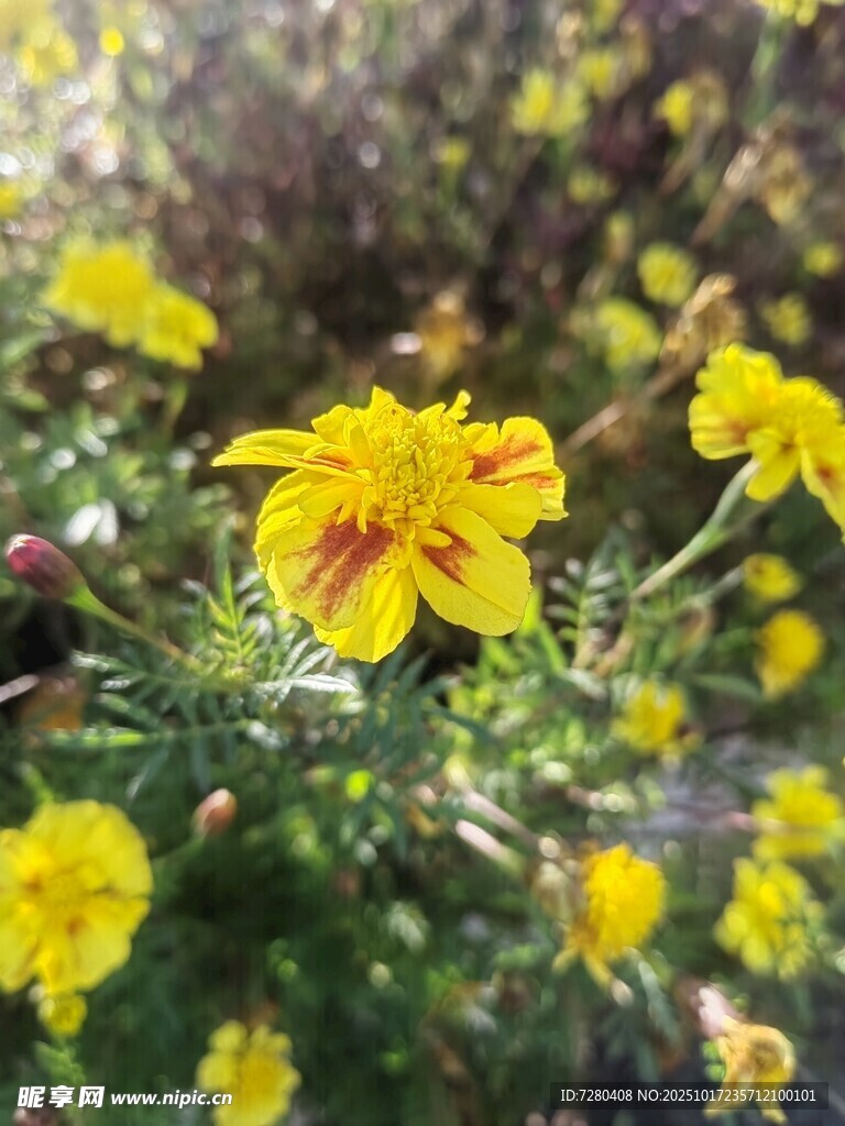 绽放的黄色小花
