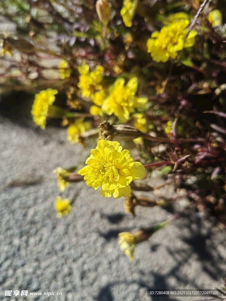 路边绽放的黄色小花