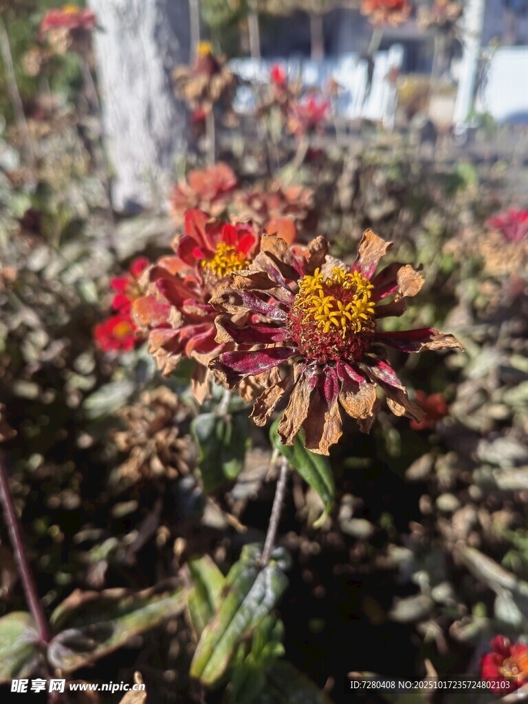 秋日绽放的艳丽花朵