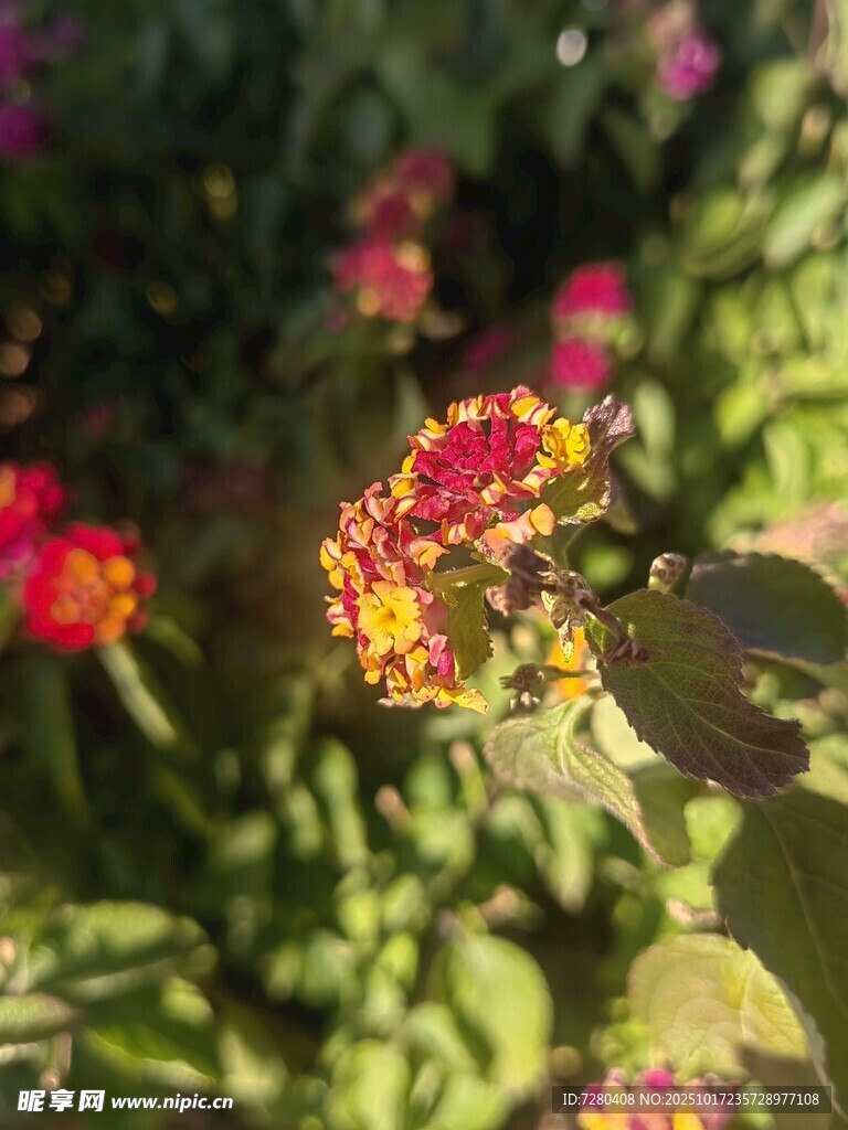 阳光下的绚烂花卉