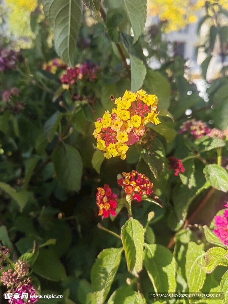 多彩花卉绽放绿意间