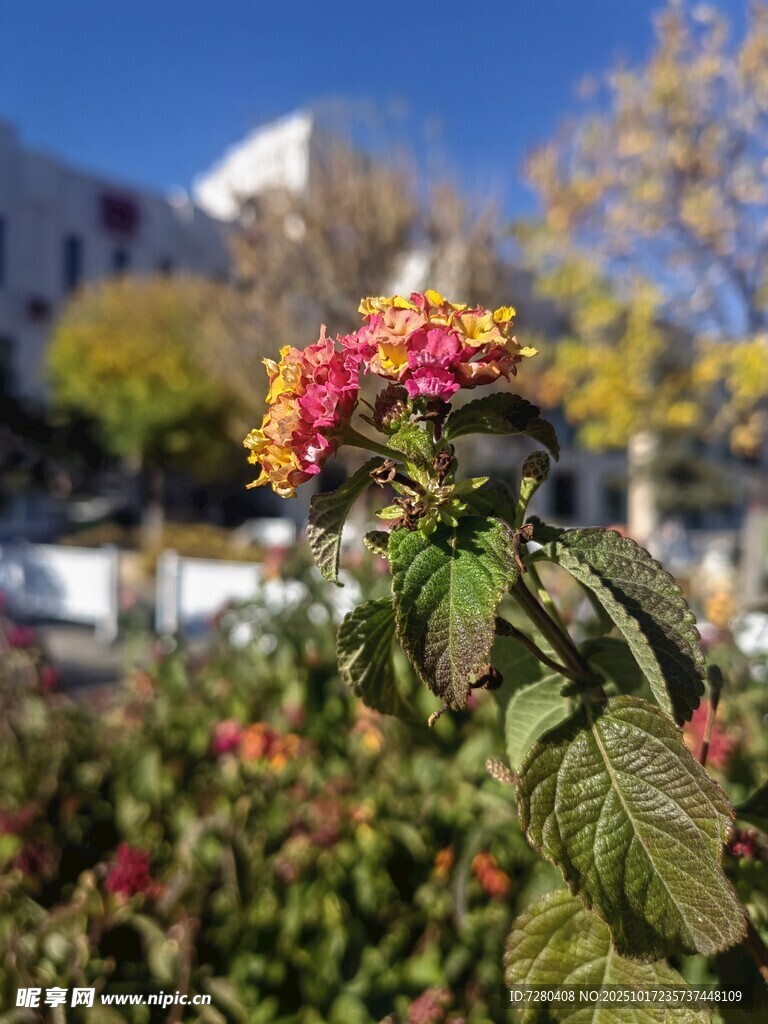 娇艳花卉绽放于户外
