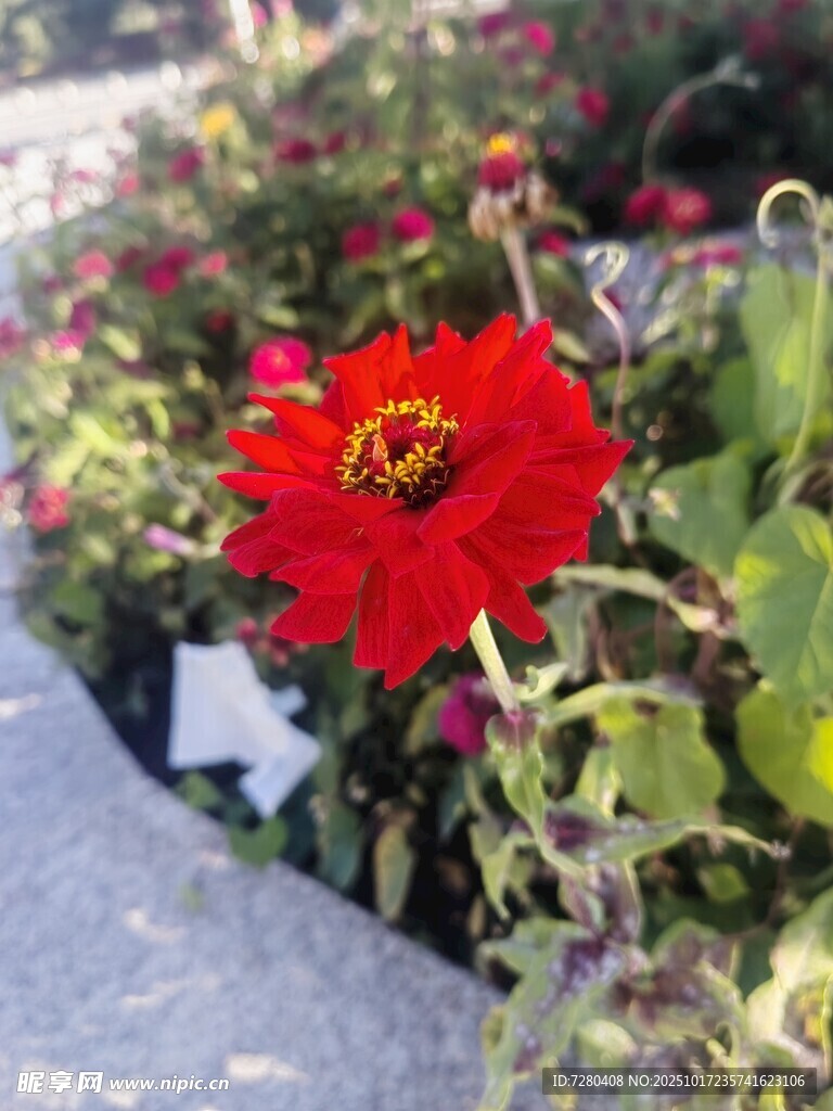 娇艳红花绽放于绿叶间
