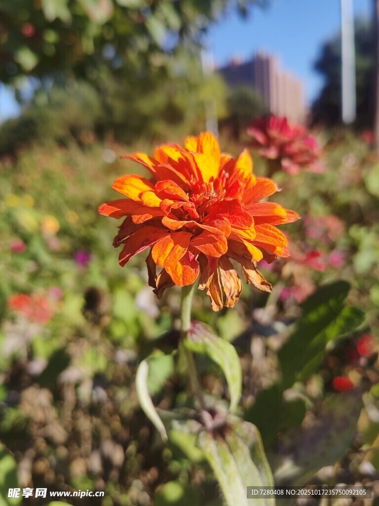 艳丽绽放的橙红色花朵