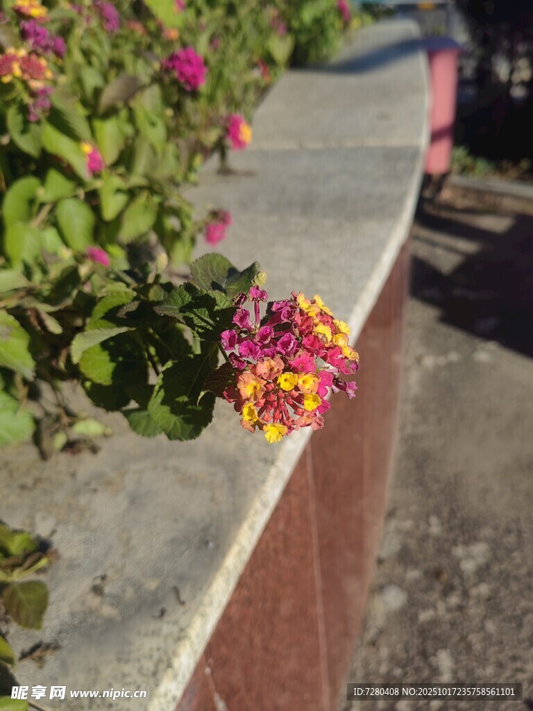 墙边多彩花卉绽放
