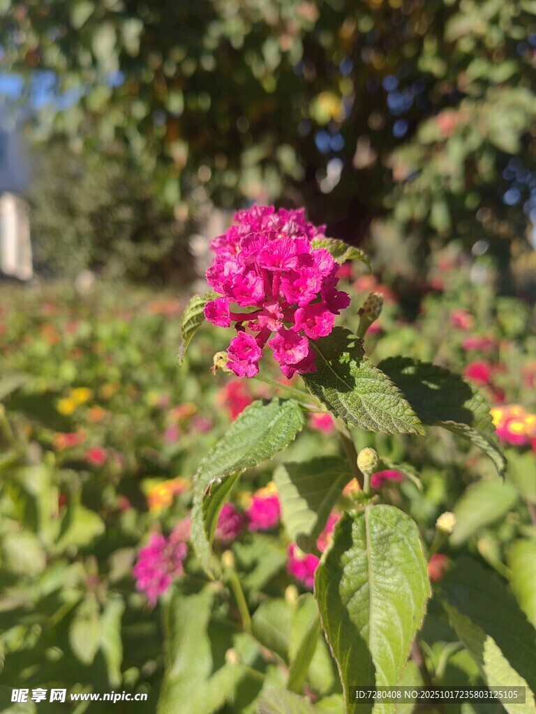 娇艳粉花绽放绿叶间