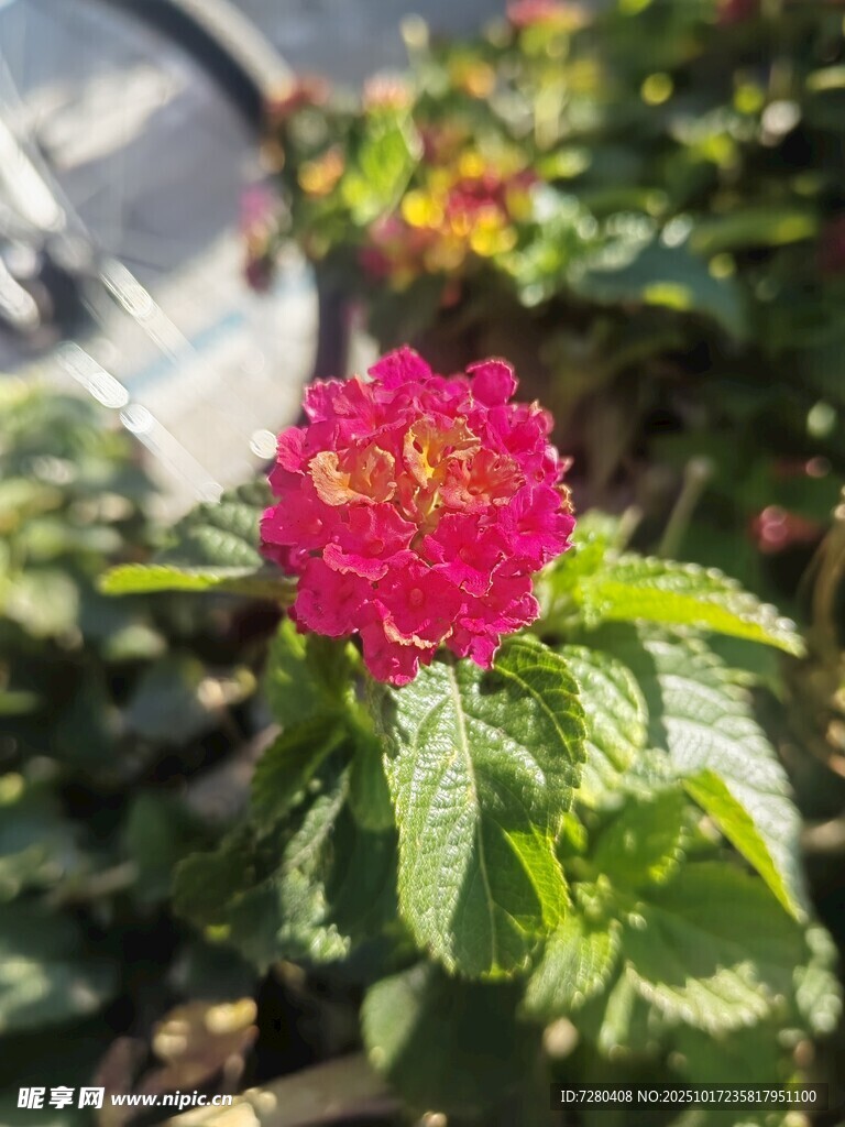 娇艳红花朵与翠绿叶片