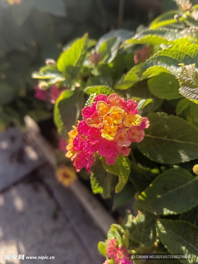 娇艳多彩马缨丹绽放