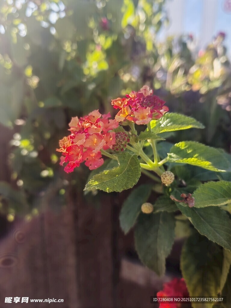 阳光下的鲜艳花卉