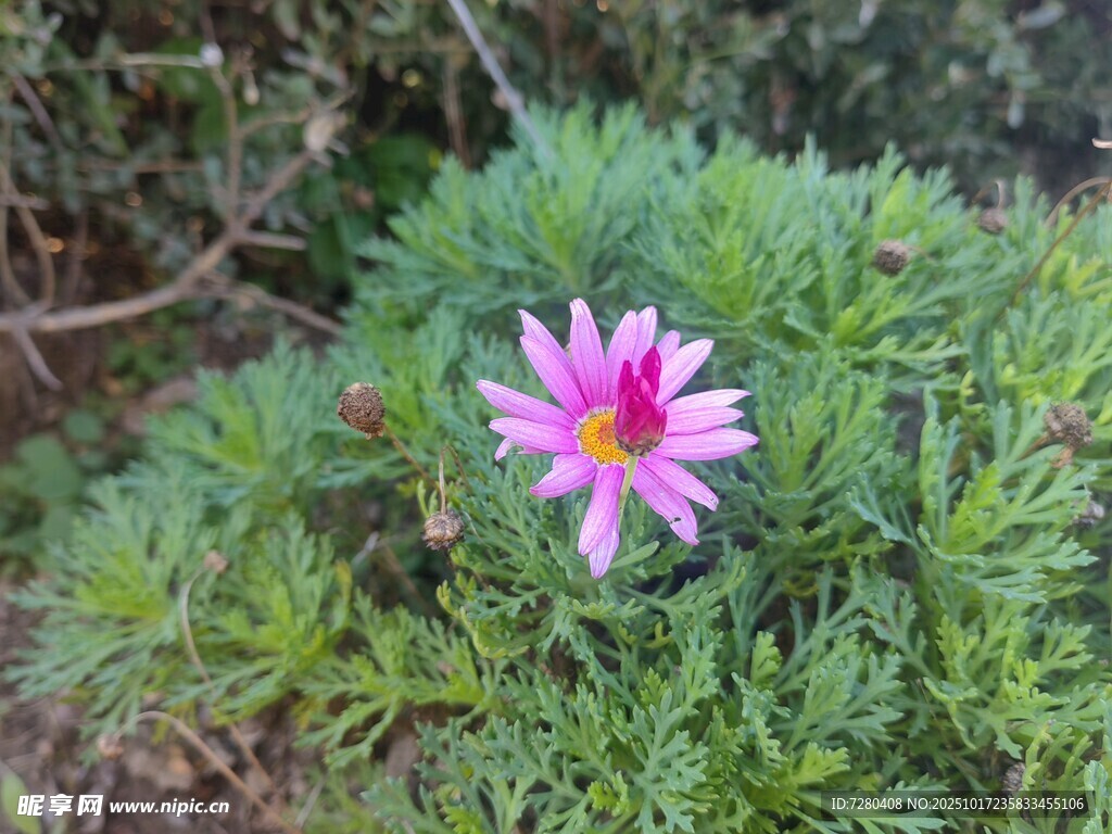 单株粉色小花绽放绿意中