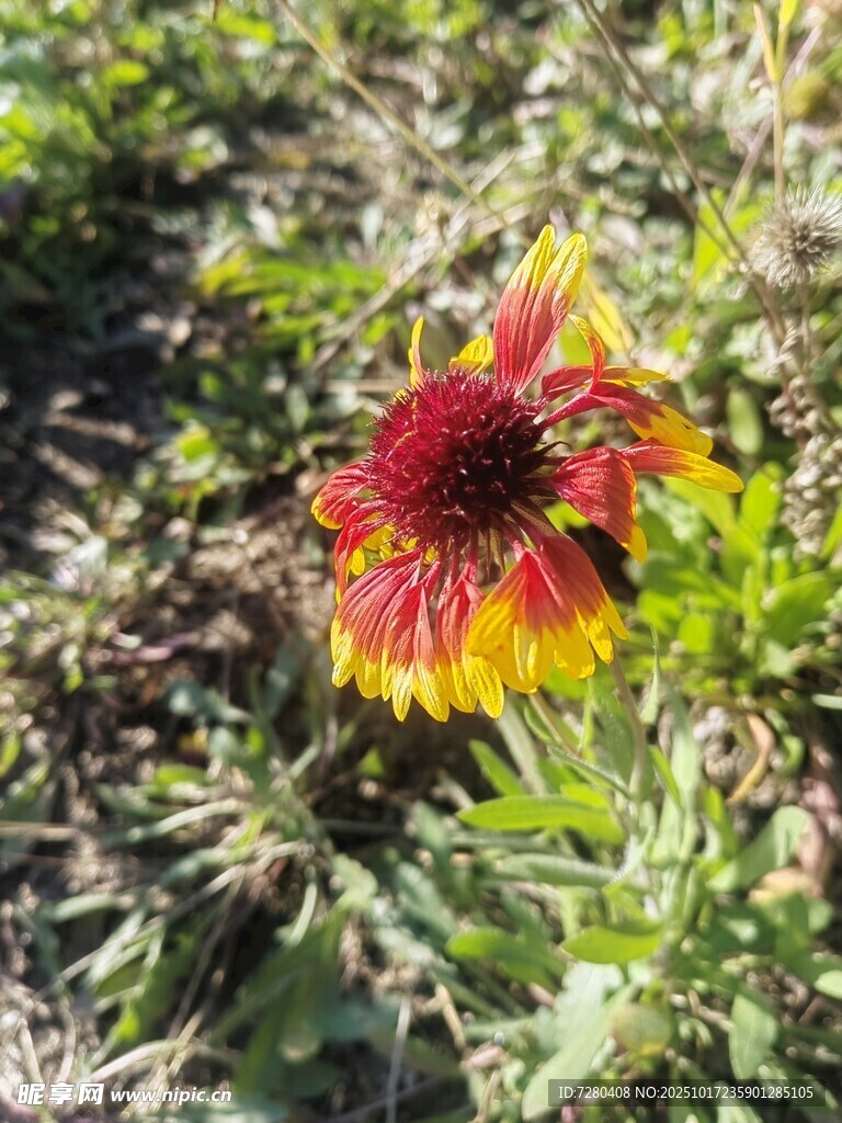 艳丽天人菊绽放于草丛