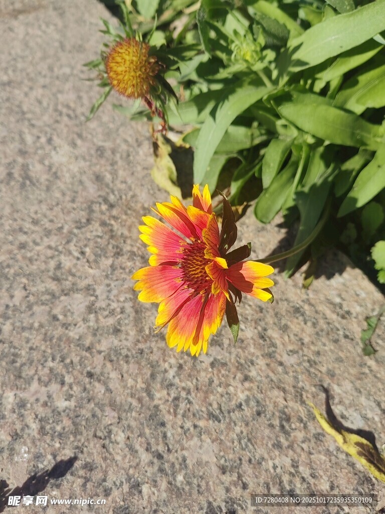 多彩花朵绽放于沙石间