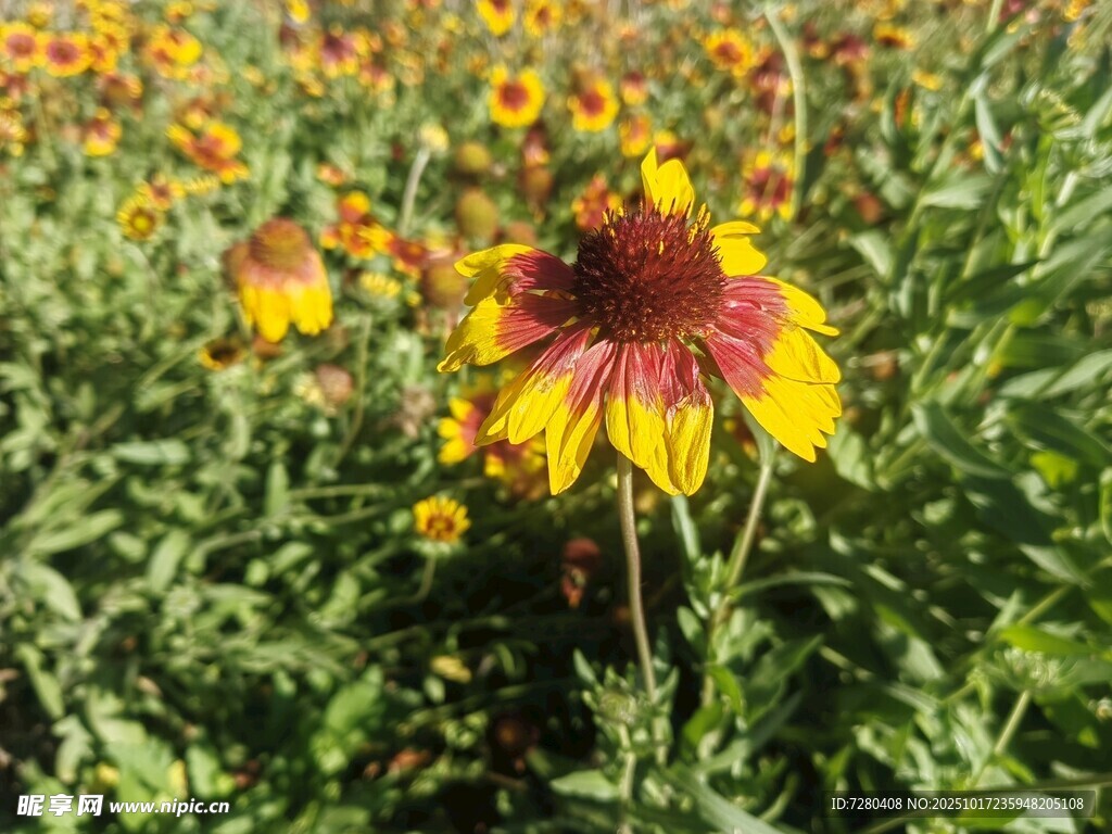 美丽黑心菊绽放于花丛