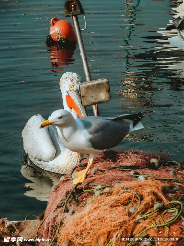 水边鹈鹕与海鸥