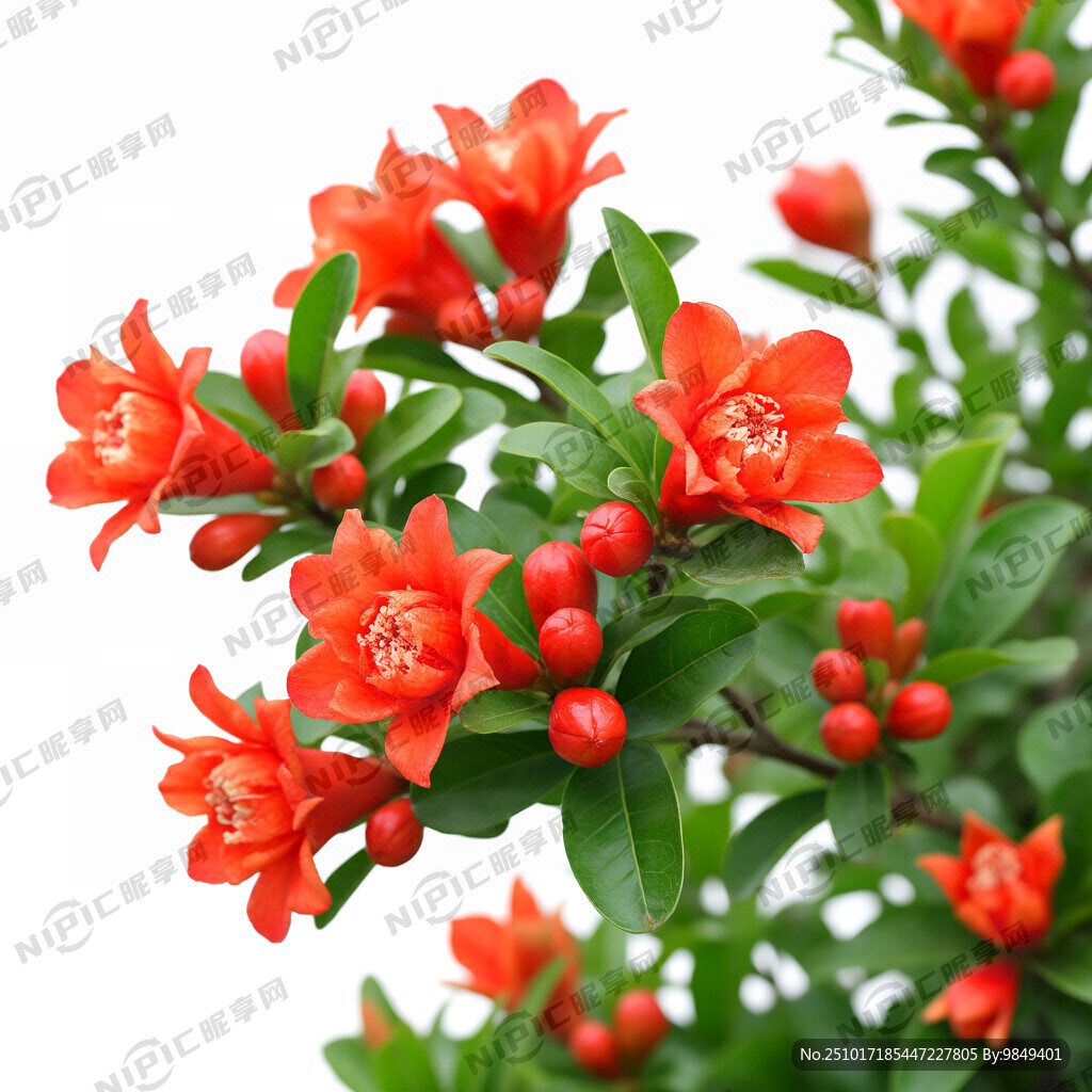 一堆盛开娇艳的石榴花 有绿叶
