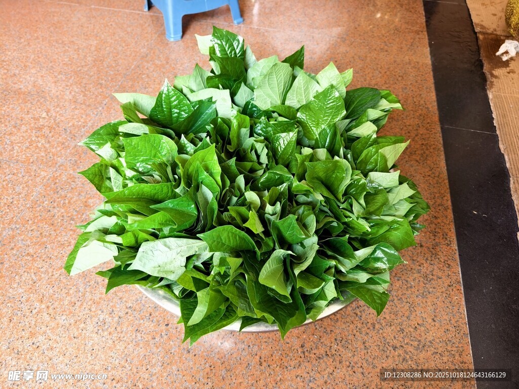 假蒟 蛤蒌 假蒌 山蒌