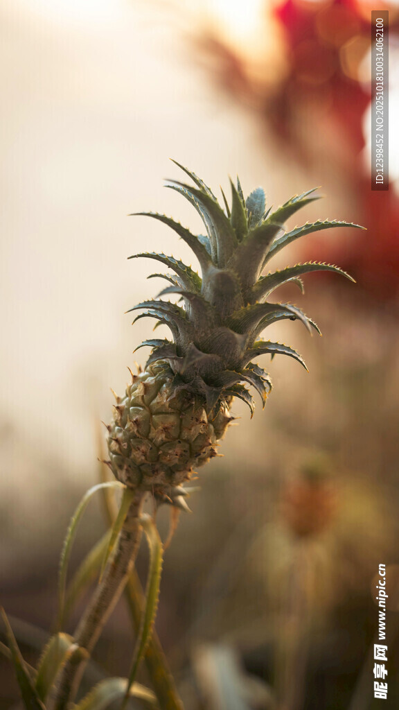 阳光下的小菠萝