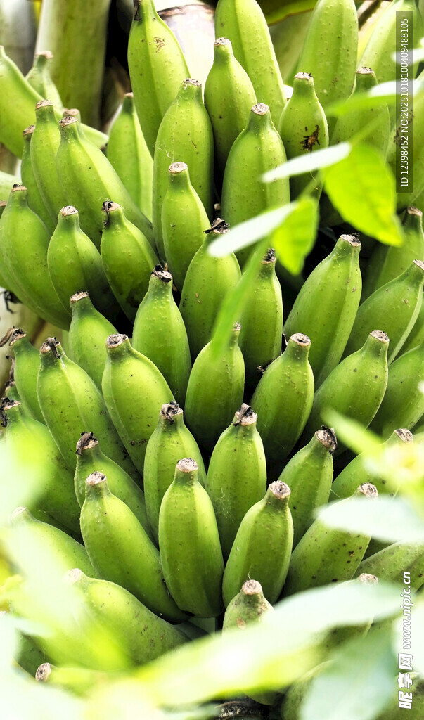 一串鲜嫩的绿香蕉