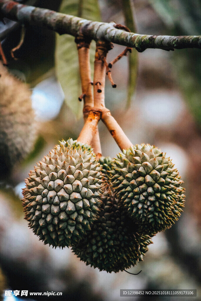 树上悬挂的新鲜榴莲果