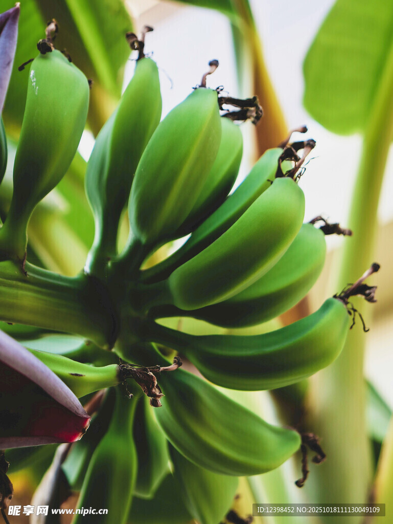 枝头青绿香蕉