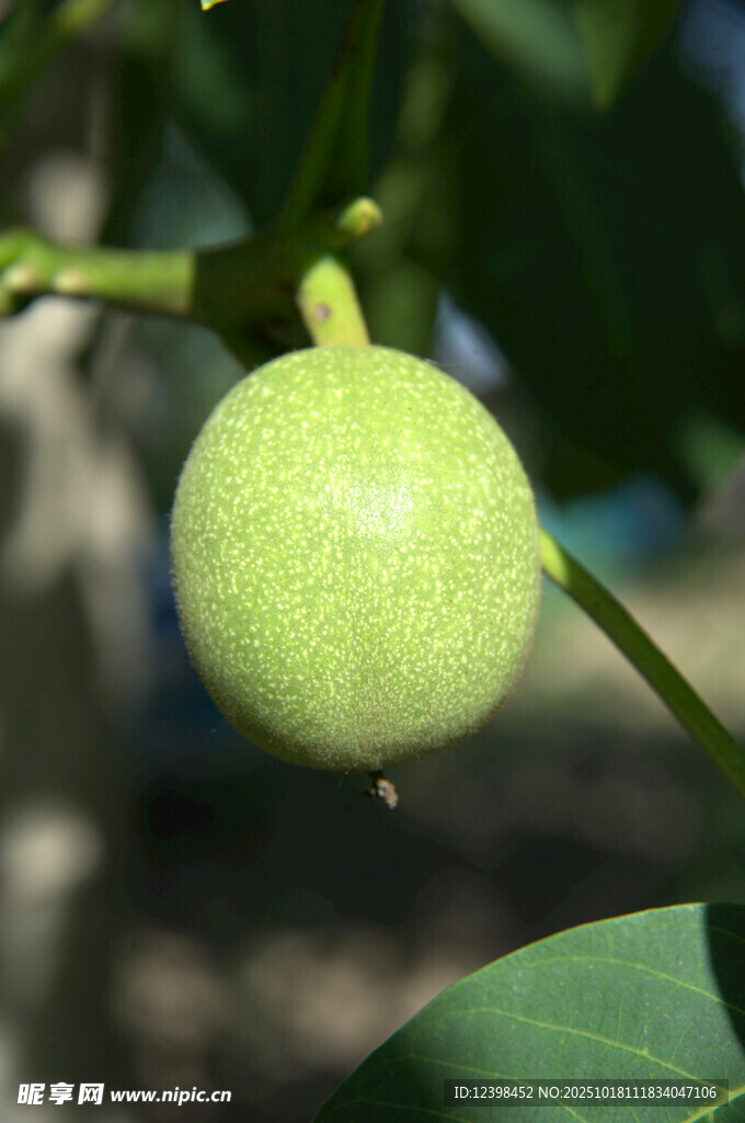 青嫩核桃挂枝头