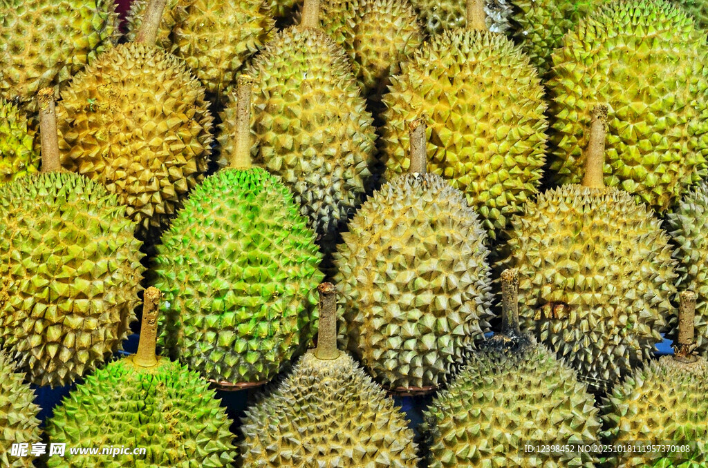 大量新鲜榴莲整齐摆放
