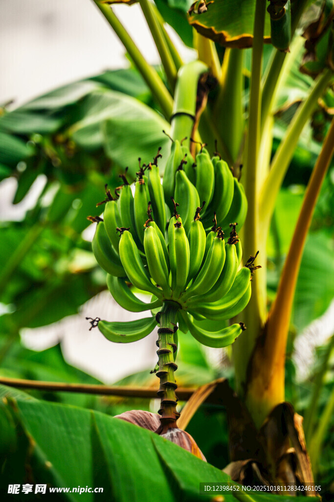 香蕉树挂着青绿香蕉
