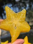 手捧鲜美的杨桃