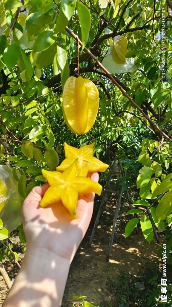 手摘树上新鲜杨桃