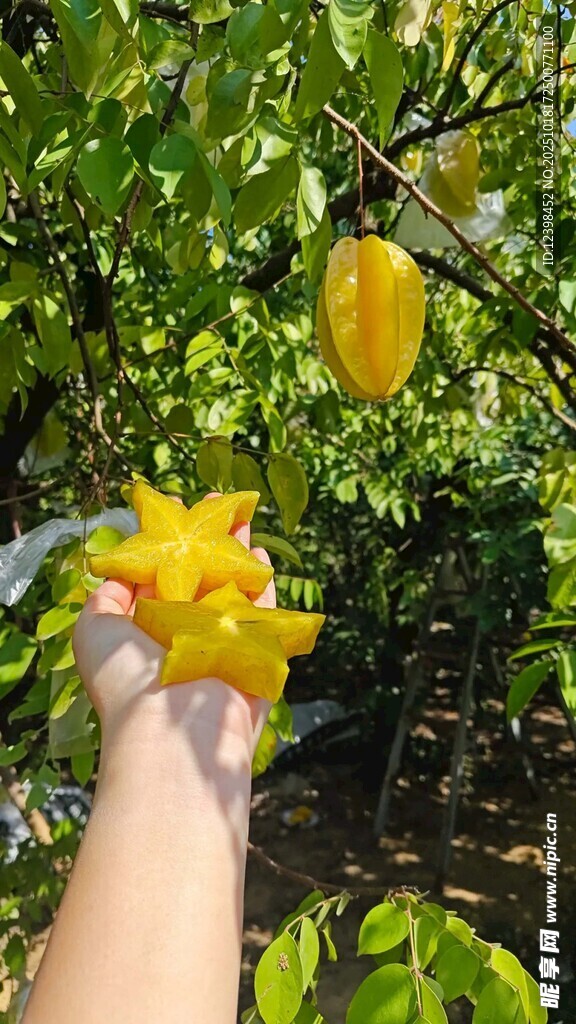 手摘金黄诱人百香果