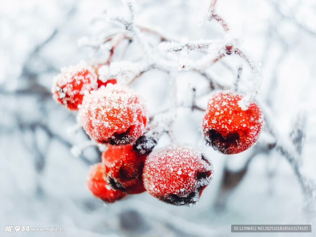 雪覆红果枝头美