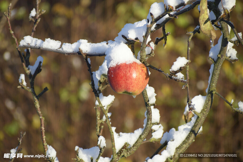 雪覆枝头的红苹果