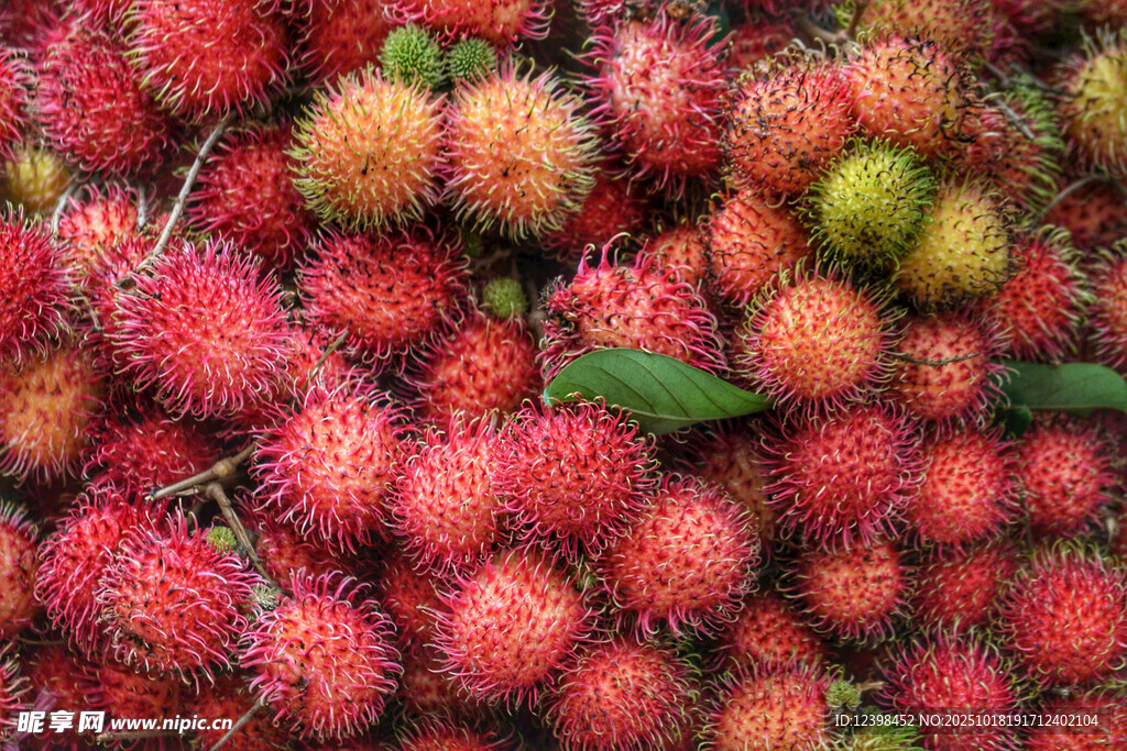 红毛丹果实特写