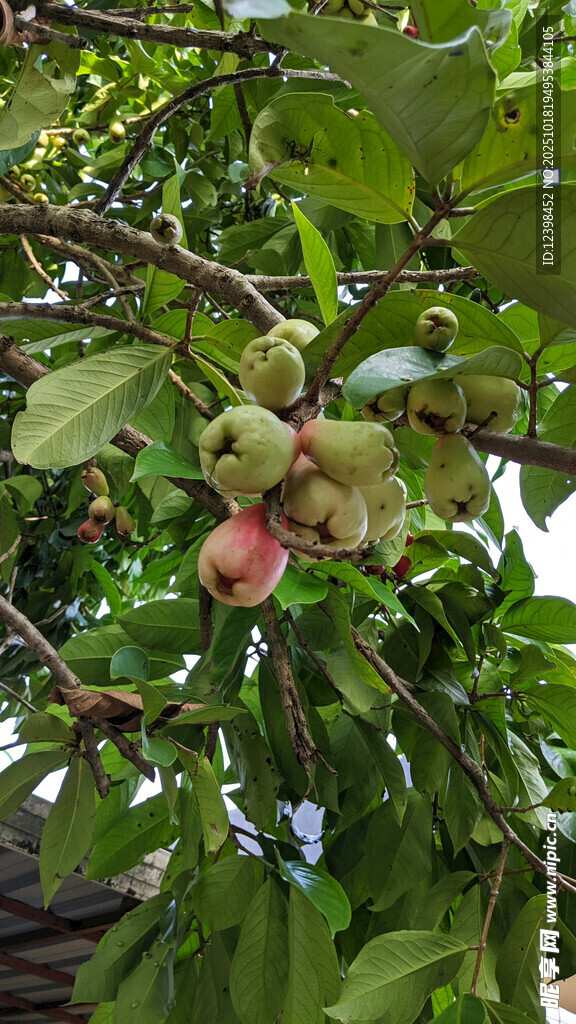 枝头挂果的繁茂果树