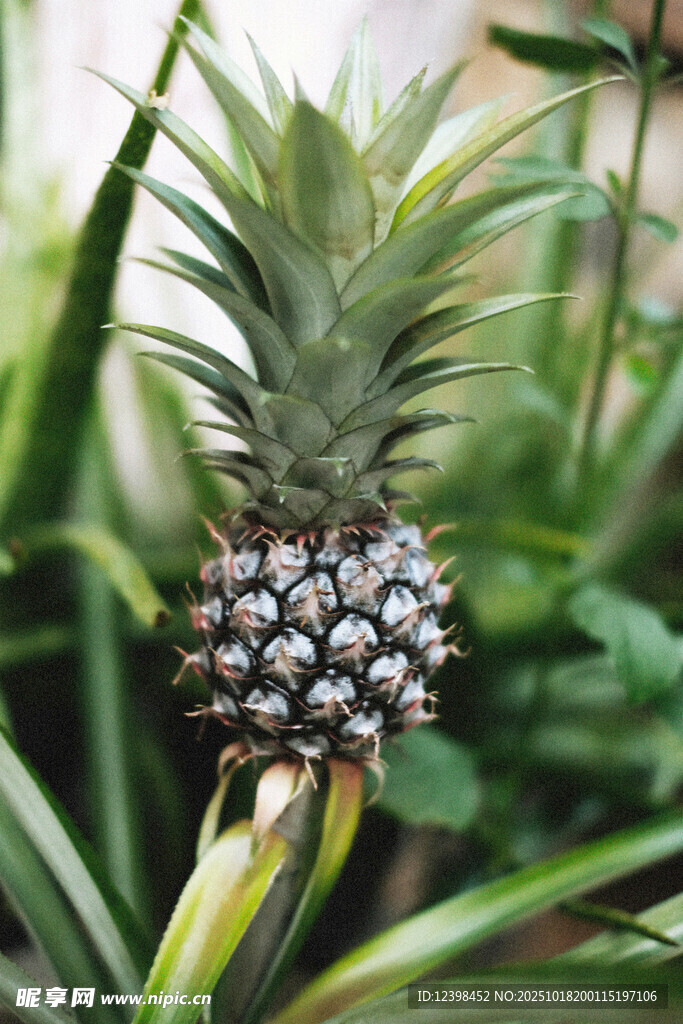 生长中的新鲜菠萝