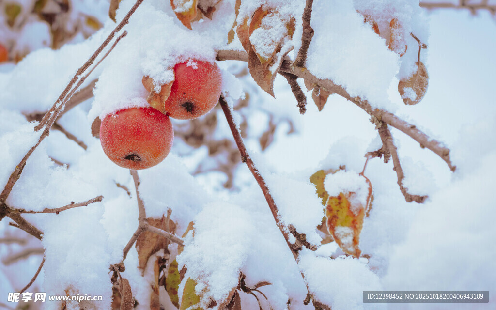 雪覆红果