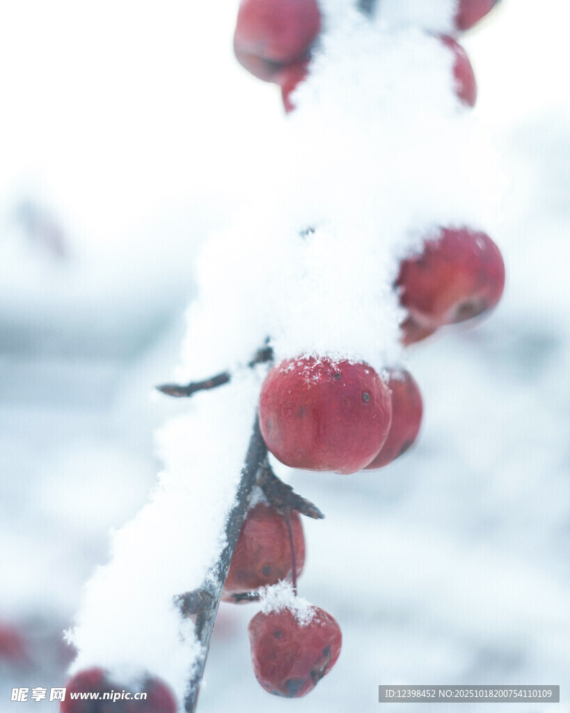 雪覆红果枝头俏