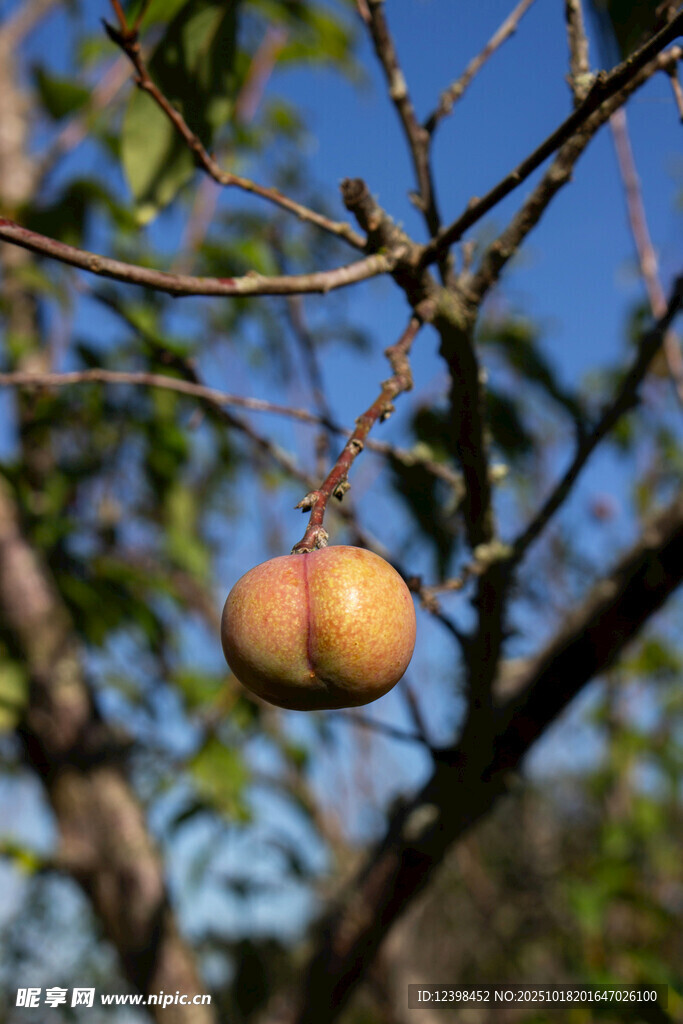 枝头挂着的饱满黄苹果