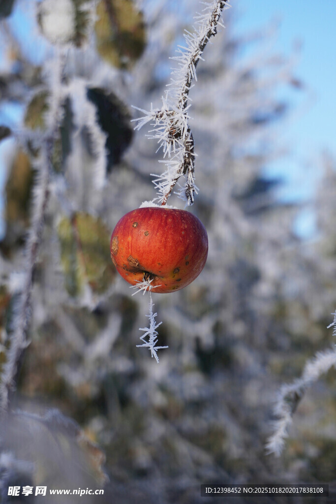 霜雪中的红苹果
