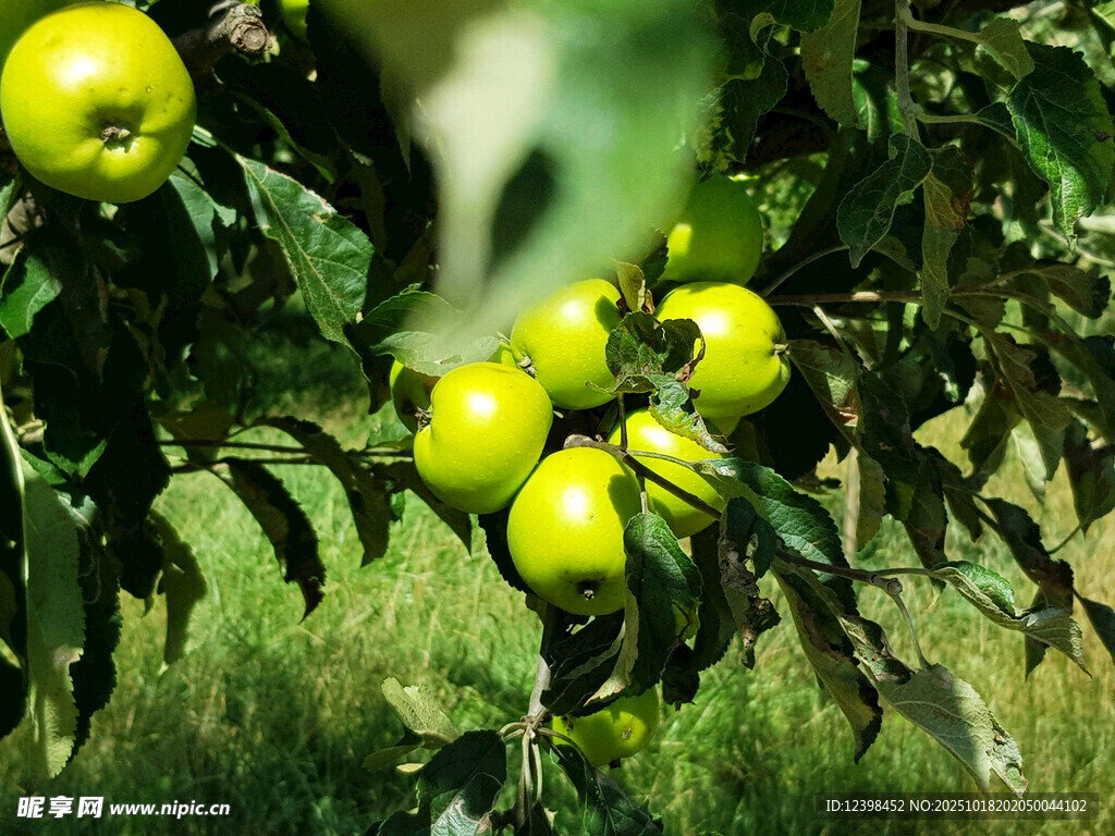 枝头青苹果