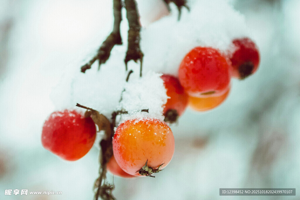 雪覆红果枝头俏
