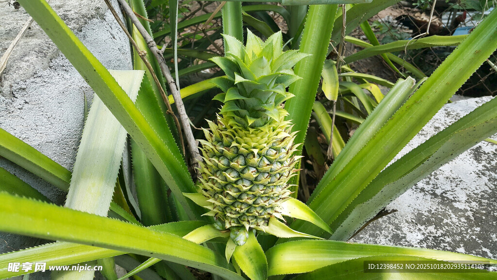 田间生长的新鲜菠萝植株