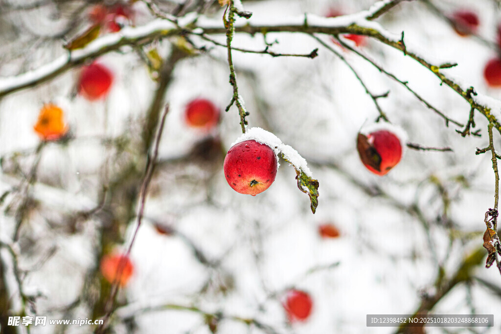雪覆枝头红果俏