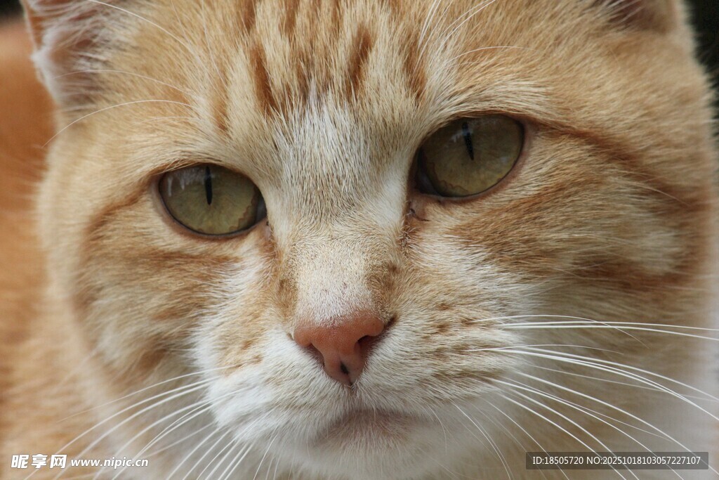 橘猫特写