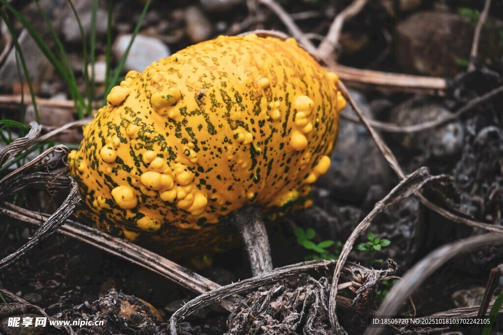 野外黄色奇特菌类植物