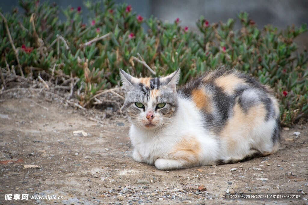三色猫咪悠闲趴地