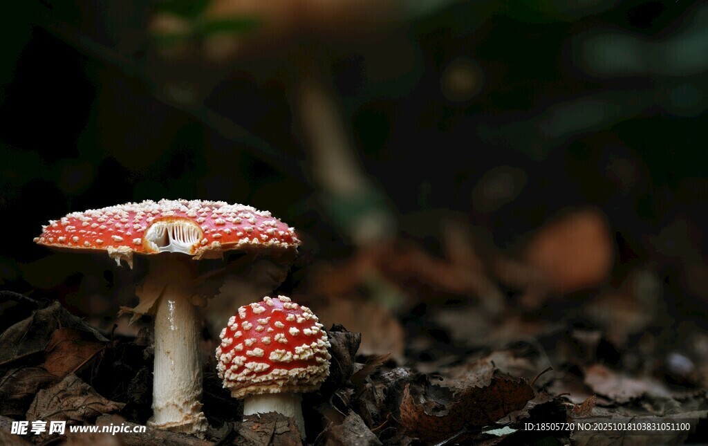 森林中的艳丽毒蘑菇